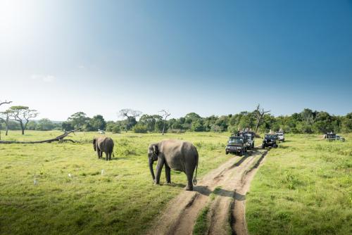 Abenteuer in Kenias Wildnis: Auf Safari durch die unberührte Schönheit Afrikas